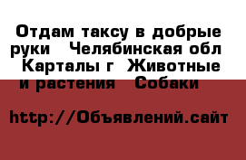 Отдам таксу в добрые руки - Челябинская обл., Карталы г. Животные и растения » Собаки   